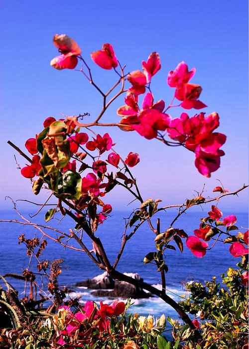 Laguna Greeting Card featuring the photograph Laguna Red Flowers Overlook by Matt Quest