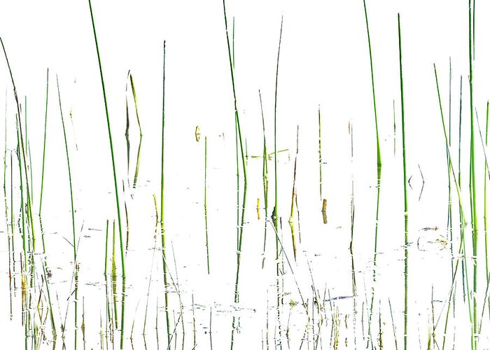 Grasses Greeting Card featuring the photograph Lake Grass by Deborah Hughes