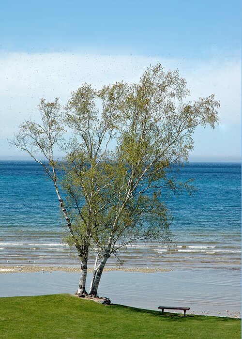 Usa Greeting Card featuring the photograph Lake Michigan Birch Tree by LeeAnn McLaneGoetz McLaneGoetzStudioLLCcom