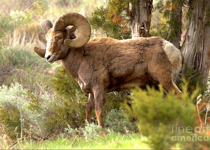 Bighorn Greeting Card featuring the photograph Lamar Valley Bighorn Ram by Adam Jewell