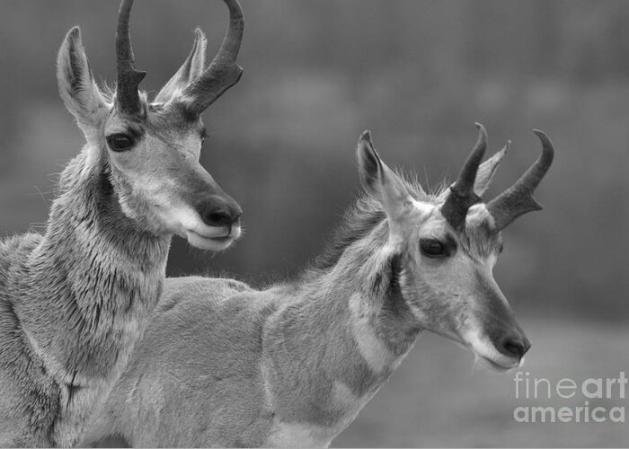 Pronghorn Greeting Card featuring the photograph Lamar Valley Pronghorn Landscape Black And White by Adam Jewell