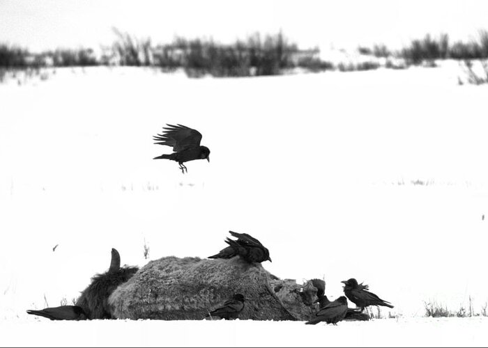 Ravens Greeting Card featuring the photograph Lamar Valley Scavengers Black And White by Adam Jewell