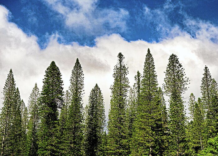 Lanai Greeting Card featuring the photograph Lanai City Cook Island Pines Study 1 by Robert Meyers-Lussier