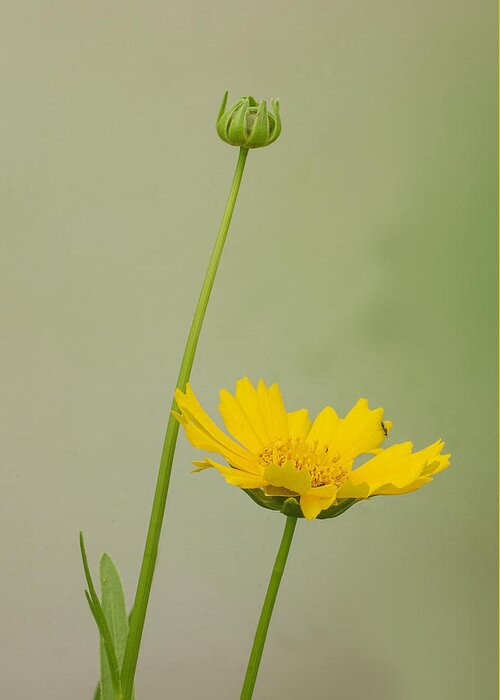 Coreopsis Greeting Card featuring the photograph Lance-leaf Coreopsis by Jim Zablotny