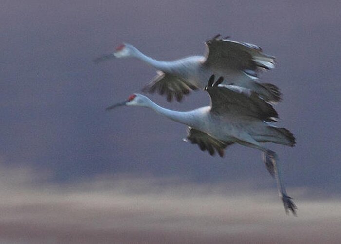 Sandhill Cranes Birds Photography Photograph Wildlife Flying Flight Greeting Card featuring the photograph Landing Gear Down by Shari Jardina