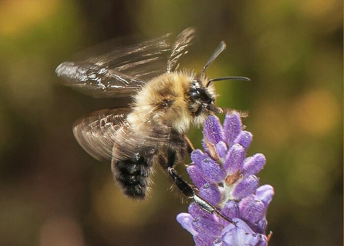 Bee Greeting Card featuring the photograph Landing on Lavender by Len Romanick