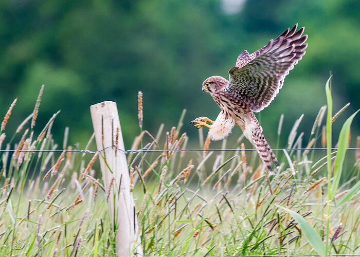 Kestrel's Landing Greeting Card featuring the photograph Landing by Torbjorn Swenelius