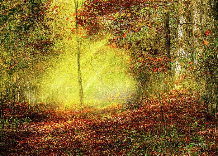 Trail Greeting Card featuring the photograph Landscape - Sunbeams - Woodland Trail by Barry Jones