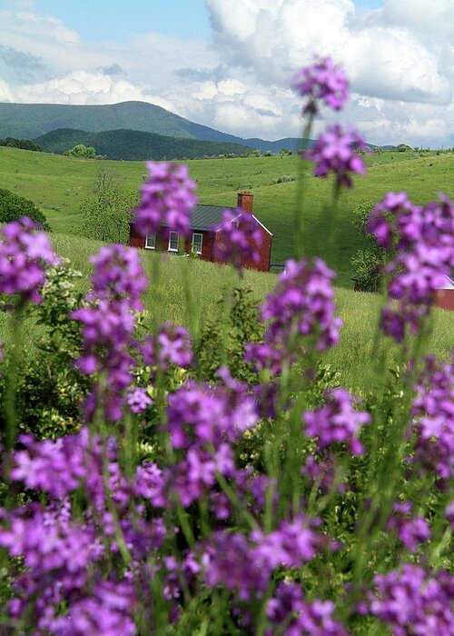 Grass Greeting Card featuring the photograph Landscape with purple flowers in Virginia by Emanuel Tanjala
