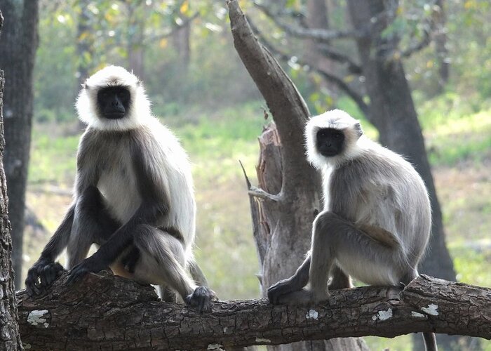 Langur Monkey Hanuman Grey Nagarahole National Park India Greeting Card featuring the photograph Langur Monkeys by Shivakumar Selvaraj