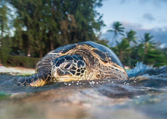 Sea Turtle Greeting Card featuring the photograph Lani Honu by Leonardo Dale