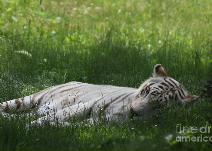 Tiger Greeting Card featuring the photograph Large White Bengal Tiger Laying in the Grass by DejaVu Designs
