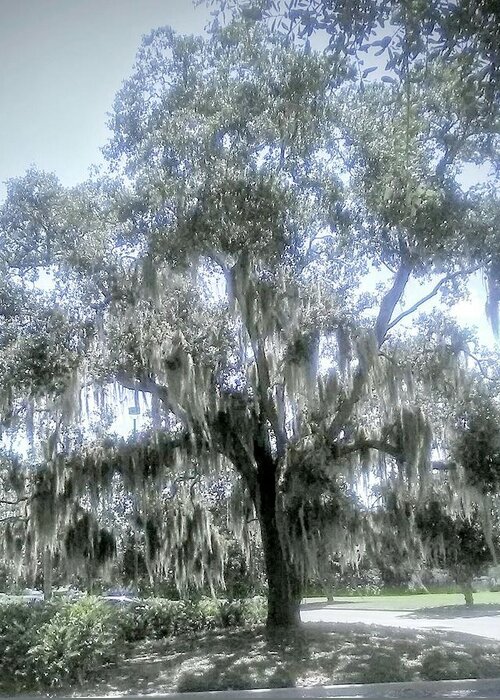 Tree. Florida Greeting Card featuring the photograph Largo's Spanish Moss by Suzanne Berthier
