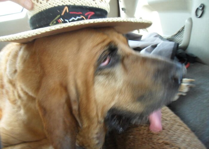 Bloodhound Greeting Card featuring the photograph Last Car Ride by Val Oconnor