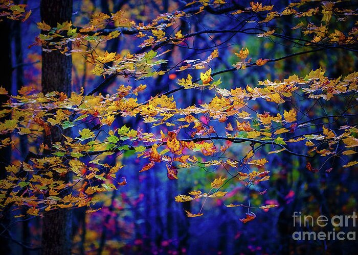 Last Leaves Of Fall Greeting Card featuring the photograph Last Leaves of Fall by Doug Sturgess