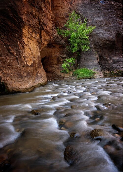 Zion National Park Greeting Card featuring the photograph Last Stand by Dustin LeFevre