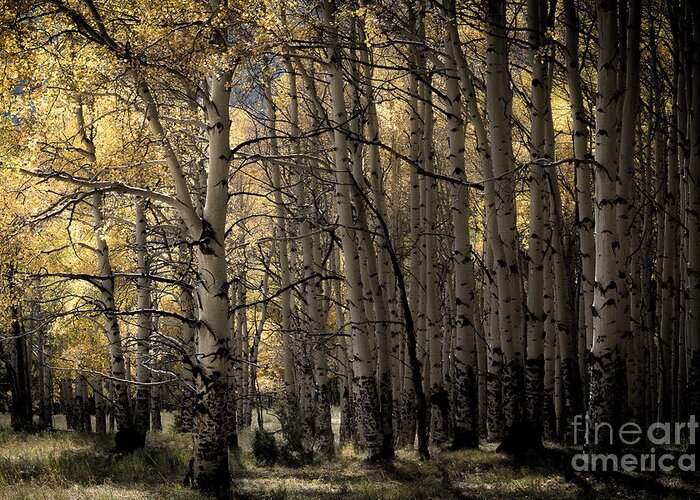 Aspen Trees Greeting Card featuring the photograph Late Afternoon Aspens - Last Dollar Road by The Forests Edge Photography - Diane Sandoval