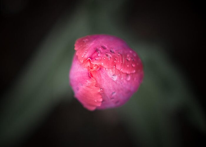 Awakening Greeting Card featuring the photograph Late May 7 pink tulip by Jakub Sisak