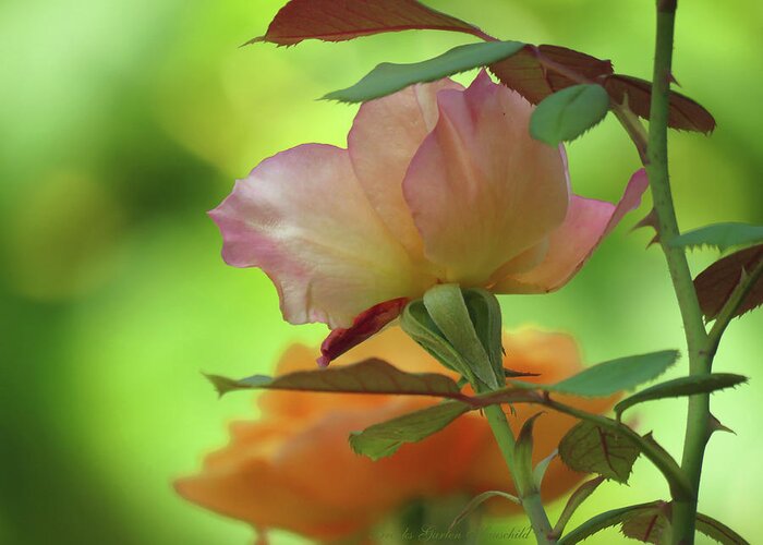 Photography Greeting Card featuring the photograph Late Summer Roses - Images from the Garden - Floral Photography by Brooks Garten Hauschild