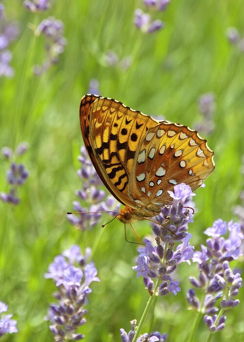 Lavender Greeting Card featuring the photograph Lavender And Butterfly 2 by Lara Ellis