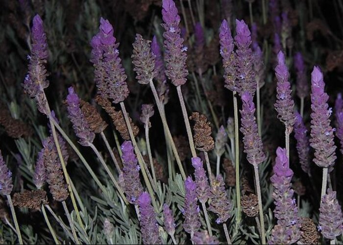 Lavender Greeting Card featuring the photograph Lavender at Night by Jean Booth