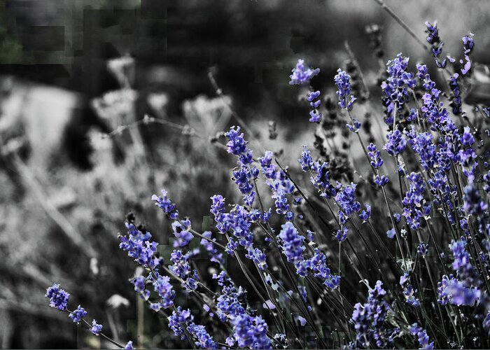 Garden Greeting Card featuring the photograph Lavender B and W by April Burton