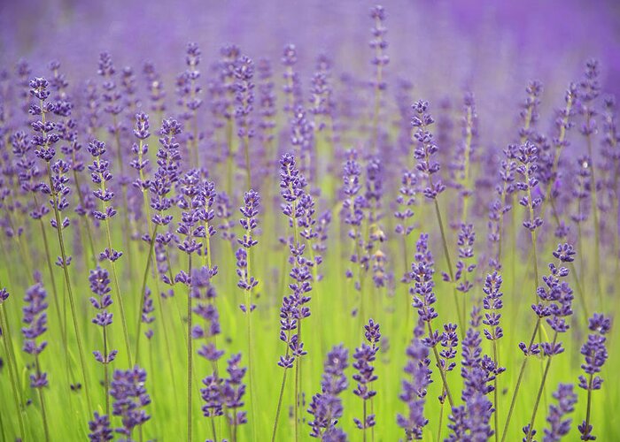 Lavender Greeting Card featuring the photograph Lavender Fantasy by Jani Freimann