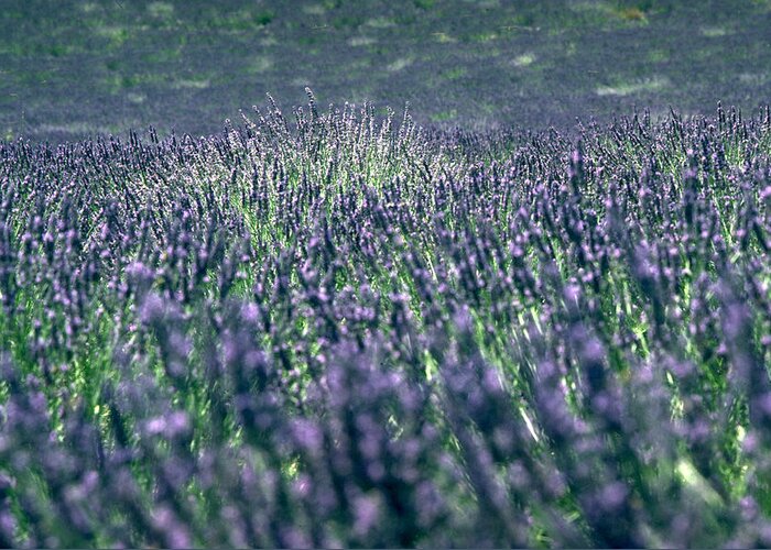 Lavender Greeting Card featuring the photograph Lavender by Flavia Westerwelle