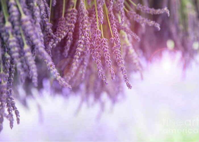Lavender Greeting Card featuring the photograph Lavender by Jane Rix