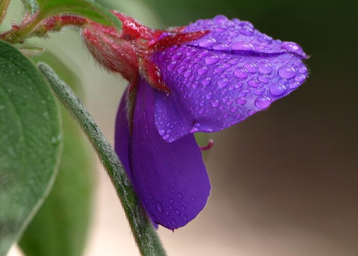 Botanical Greeting Card featuring the photograph Tibouchina Lavender Raindrops by Richard Thomas
