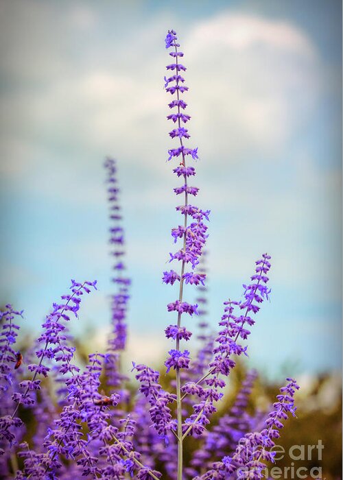 Lavender Greeting Card featuring the photograph Lavender To The Sky by Kerri Farley