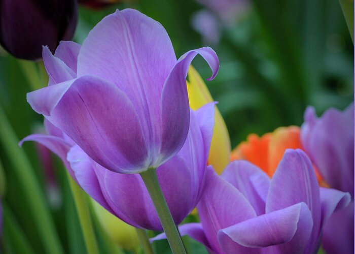 Tulips Greeting Card featuring the photograph Lavender Tulips by Tamara Becker