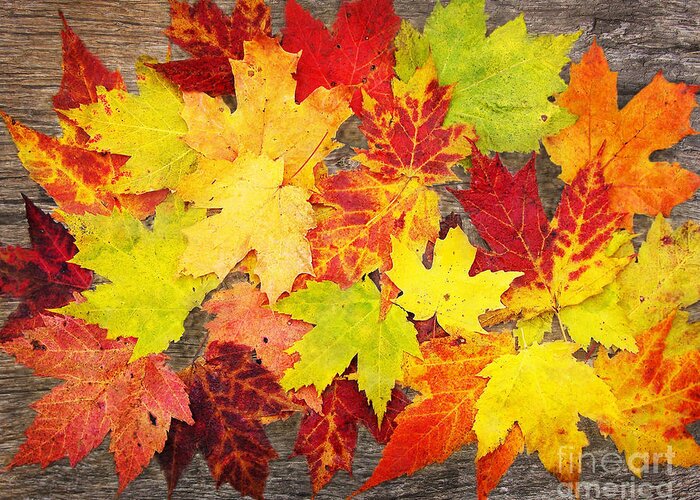 Fall Leaves Greeting Card featuring the photograph Layered In Leaves by Kathi Mirto