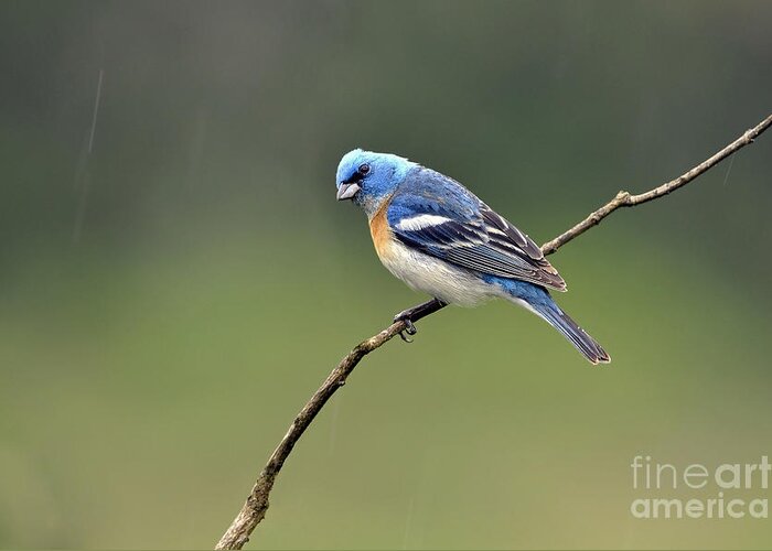 Lazuli Bunting Greeting Card featuring the photograph Lazuli Bunting Posing by Laura Mountainspring