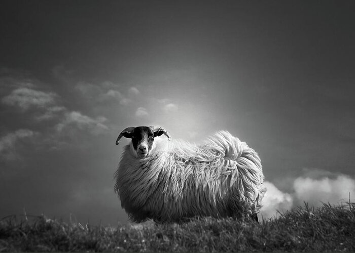 Sheep Greeting Card featuring the photograph Le Fluff by Dorit Fuhg