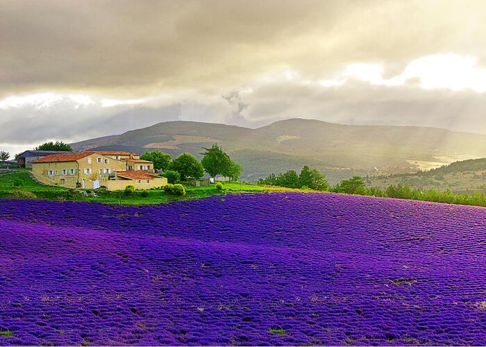 Lavender Fields Greeting Card featuring the photograph Le Mistral by John Galbo