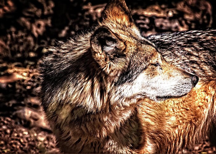 Wolf Greeting Card featuring the photograph Leader of the Pack by Mike Stephens