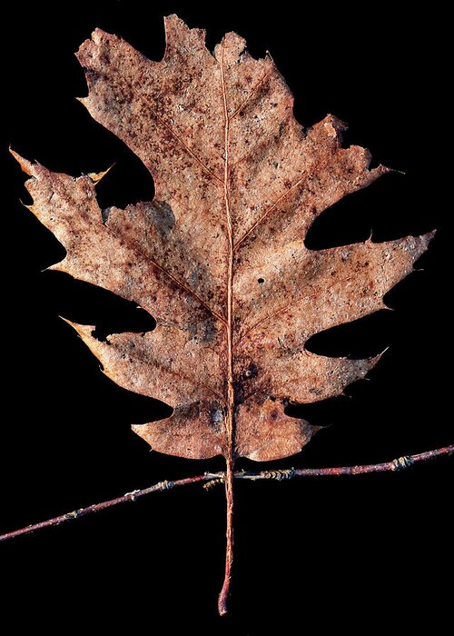 Leaves Greeting Card featuring the photograph Leaf 22 by David J Bookbinder