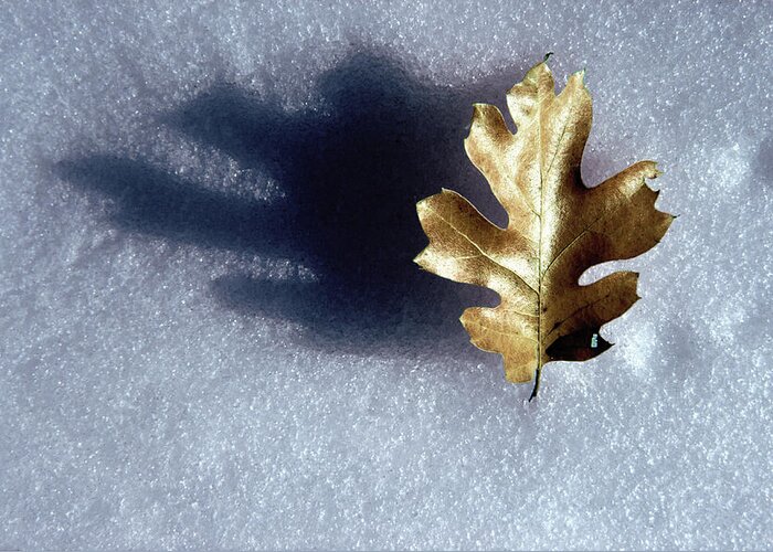 Photography Greeting Card featuring the photograph Leaf on Snow by Paul Wear