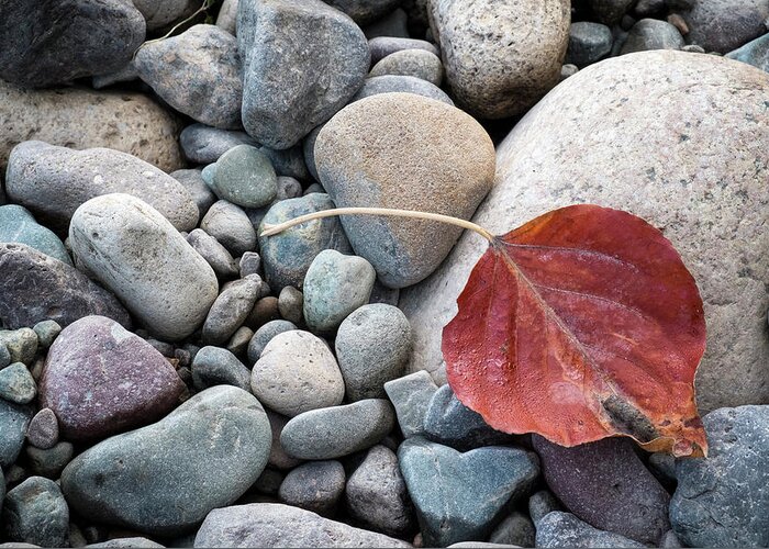 Still Life Greeting Card featuring the photograph Leaf on River Rocks by Mary Lee Dereske