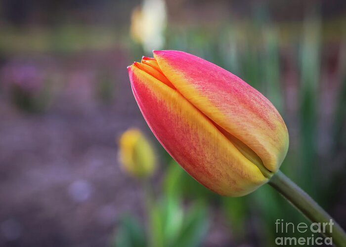 Spring Floral Greeting Card featuring the photograph Leaning towards the sunlight by Claudia M Photography