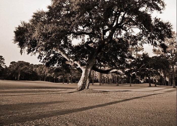 Black & White Greeting Card featuring the photograph Leaning Tree by Phill Doherty