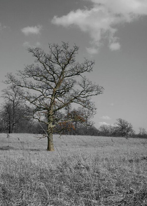 Tree Greeting Card featuring the photograph Leanings by Dylan Punke