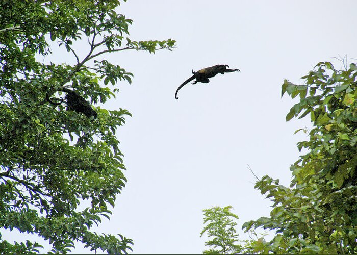 Monkey Greeting Card featuring the photograph Leaping Monkey by Ted Keller