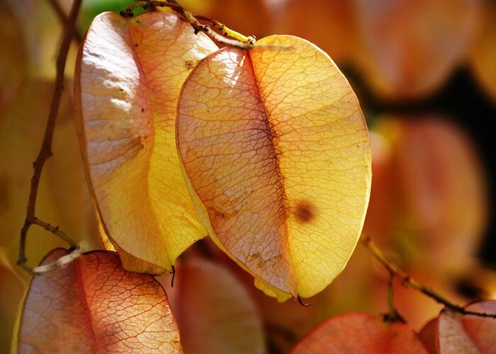 Leaves Greeting Card featuring the photograph Leaves hang for Fall-Gerorgia by Adrian De Leon Art and Photography