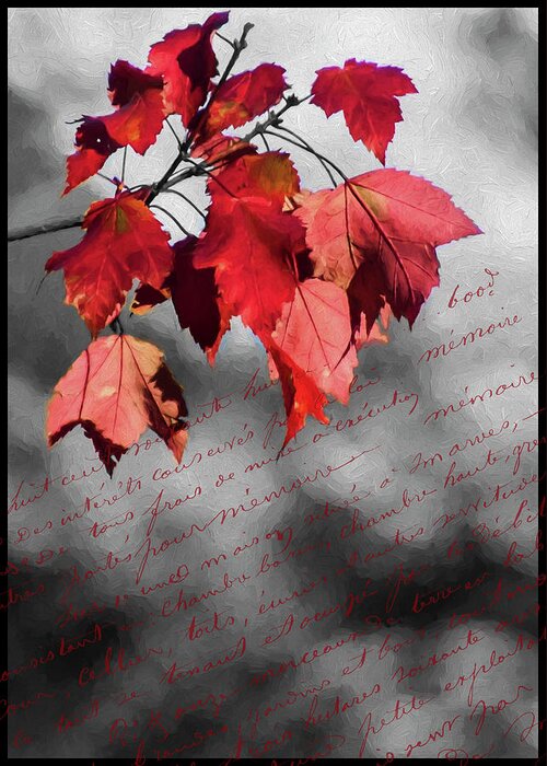 Black Greeting Card featuring the photograph Leaves of Red by Cathy Kovarik