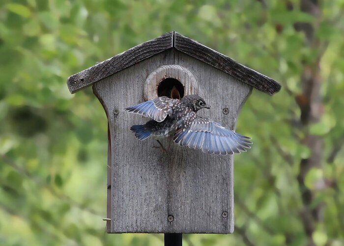 Bluebird Greeting Card featuring the photograph Leaving Home by Jackson Pearson
