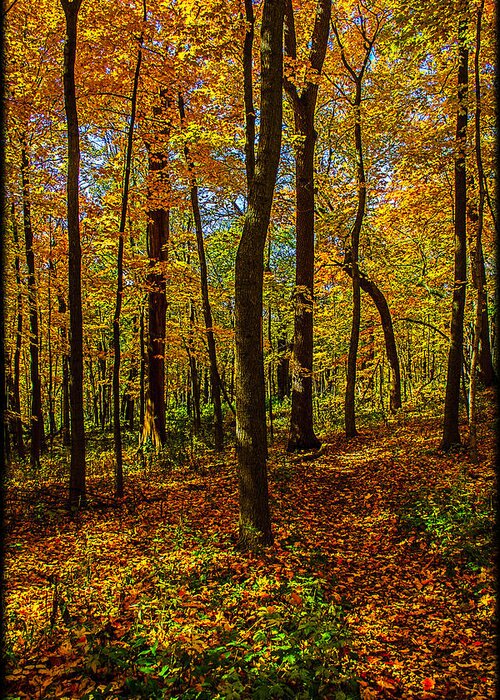 Illinois Greeting Card featuring the photograph Left or Right? Lost in the Woods by Roger Passman