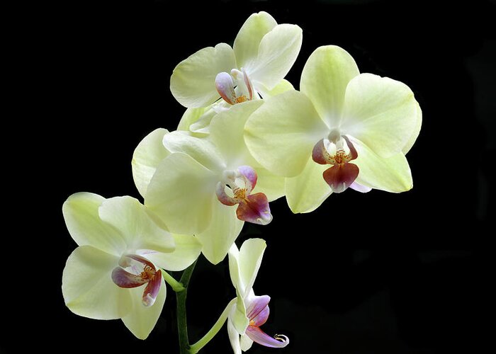 Orchid Greeting Card featuring the photograph Lemon Yellow Orchid's by Terence Davis