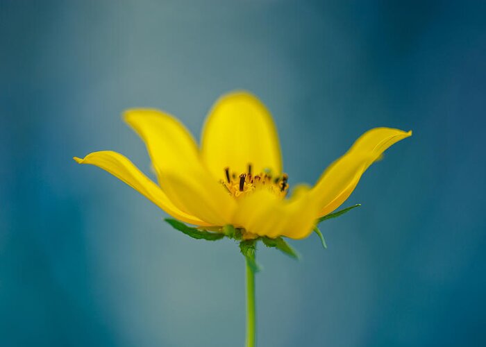 Yellow Flower Greeting Card featuring the photograph Lemon Yellow Sun by Shane Holsclaw
